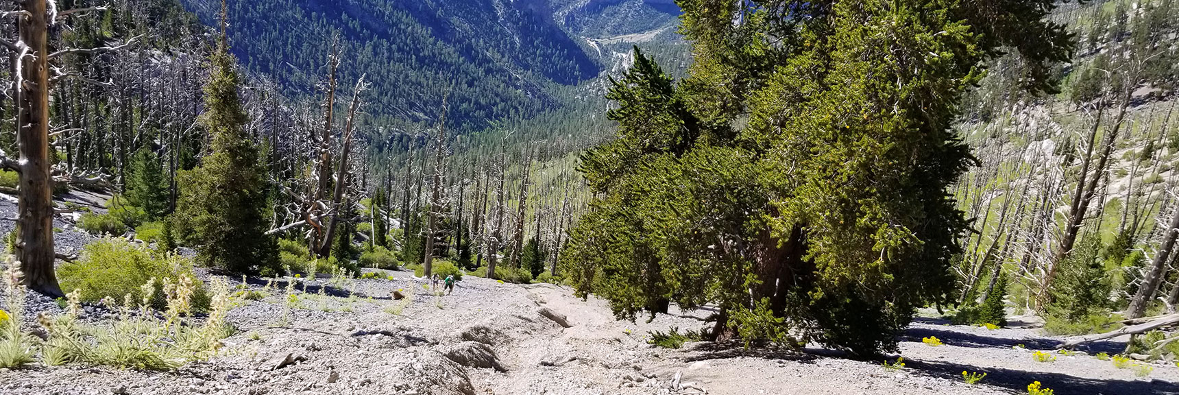 Looking Down the Avalanche Slope on Mummy Mt West Side in Mt Charleston Wilderness, Nevada