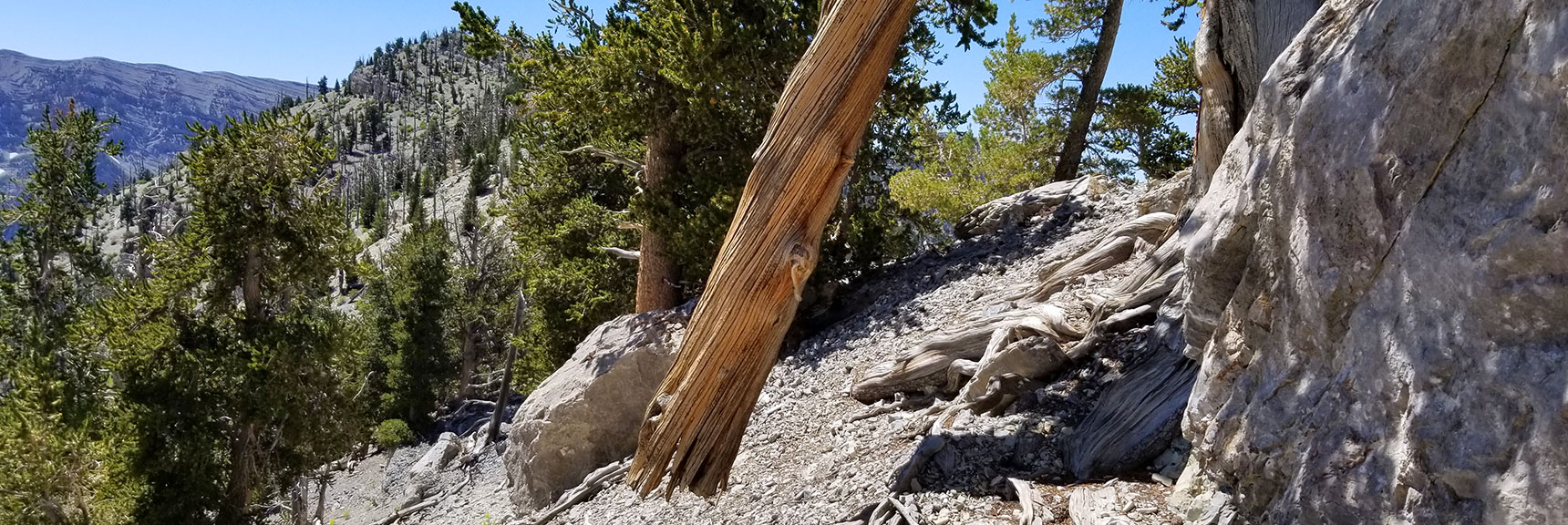 Tree Trunk Suspended in Mid-Air on North Ridge of Kyle Canyon from Mummy Mt. to Lee Peak in Mt Charleston Wilderness, Nevada