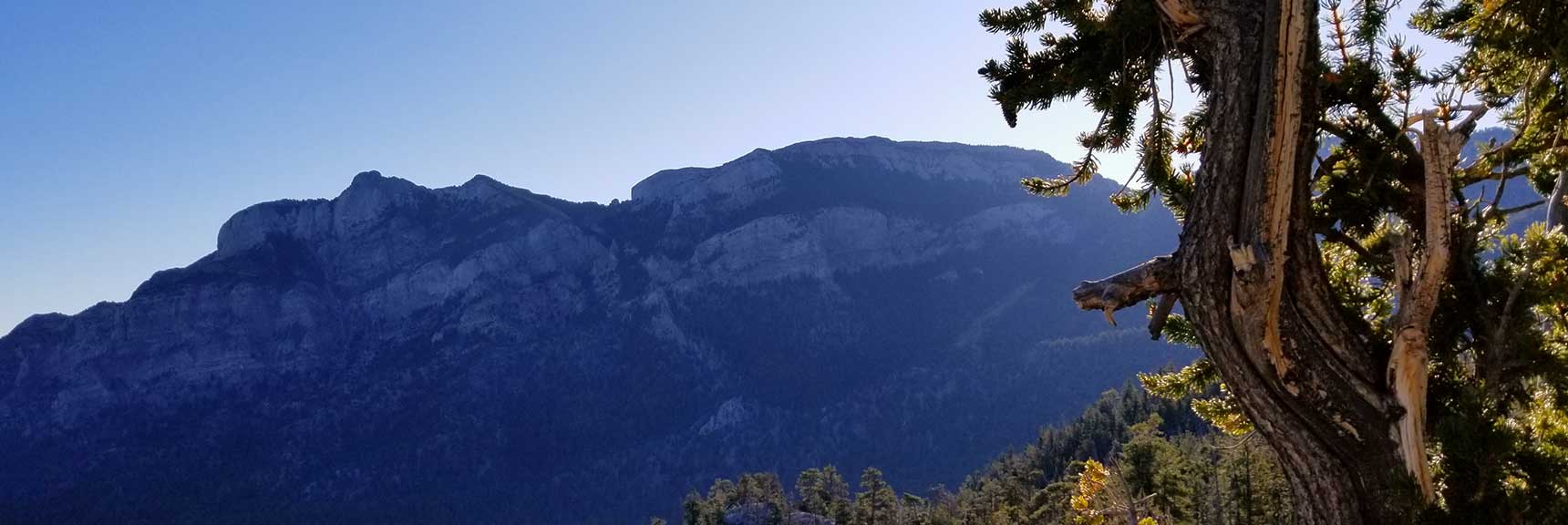 Breaking Out Into the Open, View of Mummy Mountain from the Bristlecone Pine Trail in Lee Canyon, Mt. Charleston Wilderness, Nevada