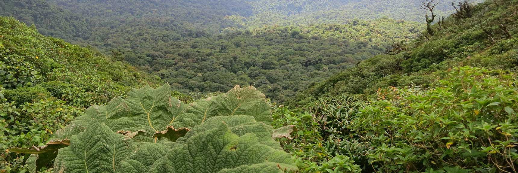 Monteverde and Santa Elena Costa Rica Ecotourism