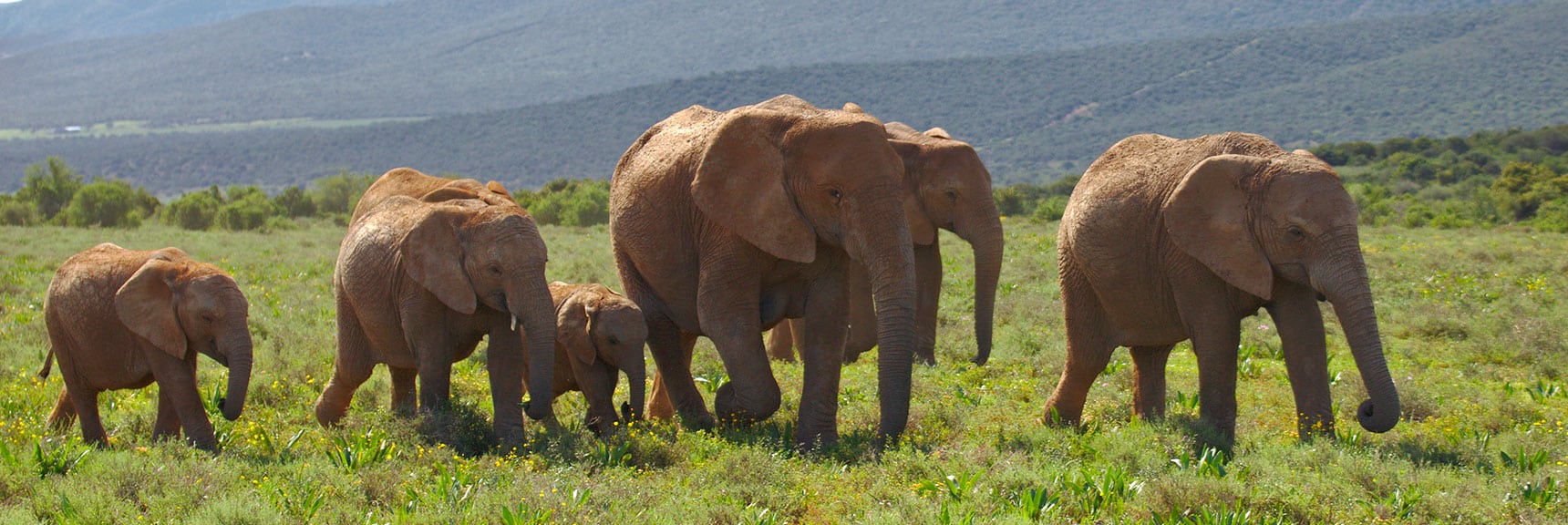 Addo Elephant National Park, South Africa Ecotourism