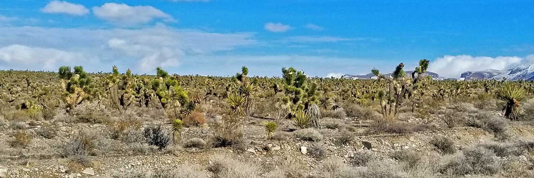 Large Joshua Tree Forest South East of the Sheep Range in the Desert National Wildlife Refuge, Nevada