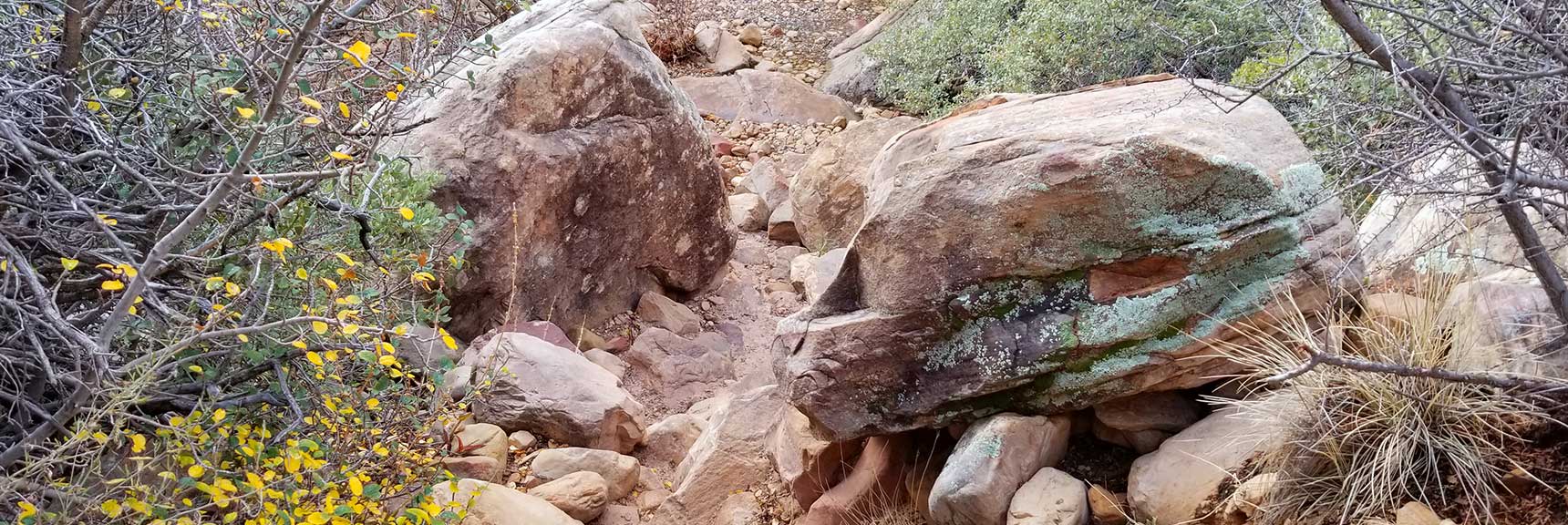 When the Trail Begins to Get Clogged with Boulders and Brush in Pine Creek Canyon, Red Rock National Park, Nevada