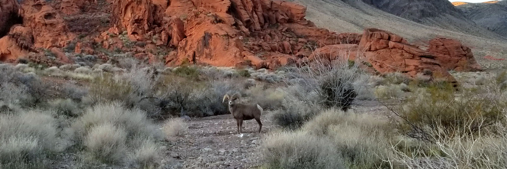 Bighorn Sheep Seen Near the West Entrance of Valley of Fire State Park, Nevada