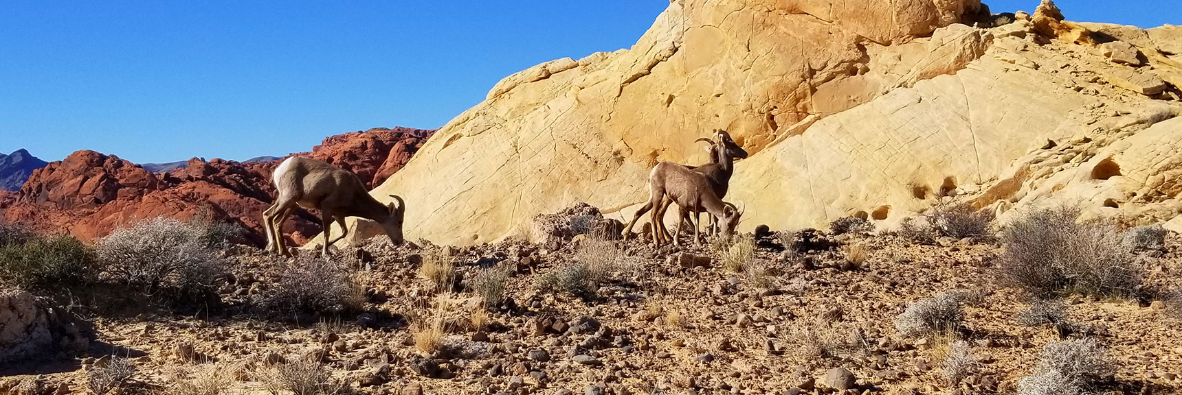 Bighorn Sheep at Silica Dome In Valley of Fire State Park, Nevada Slide 001