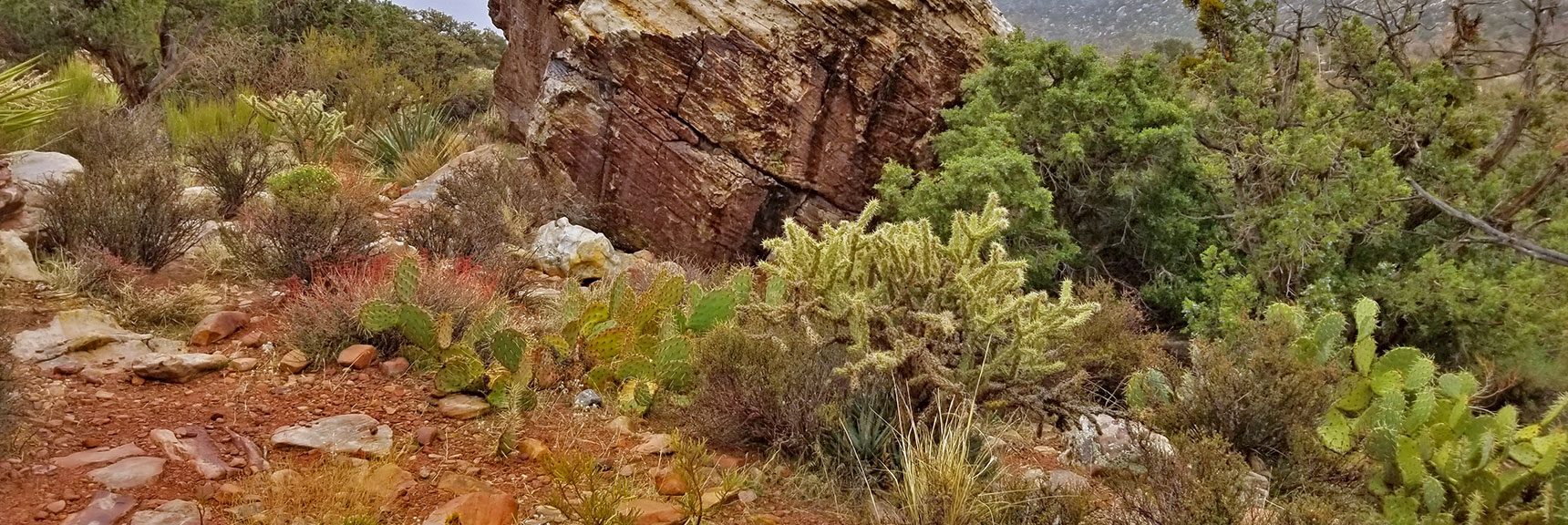 Cactus Garden On White Rock Mountain Loop in Red Rock Park, Nevada