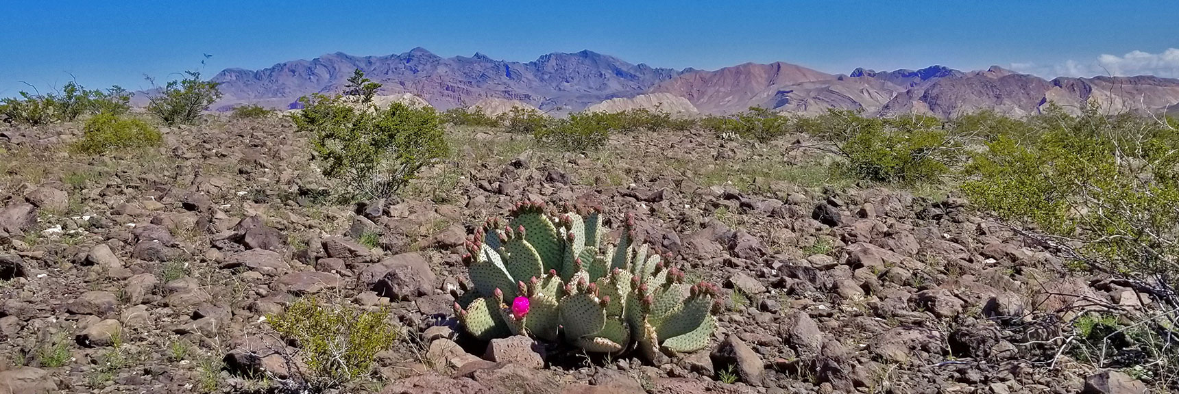 First Beavertail Cactus Bloom on Black Mesa in Lake Mead National Recreation Area, Nevada