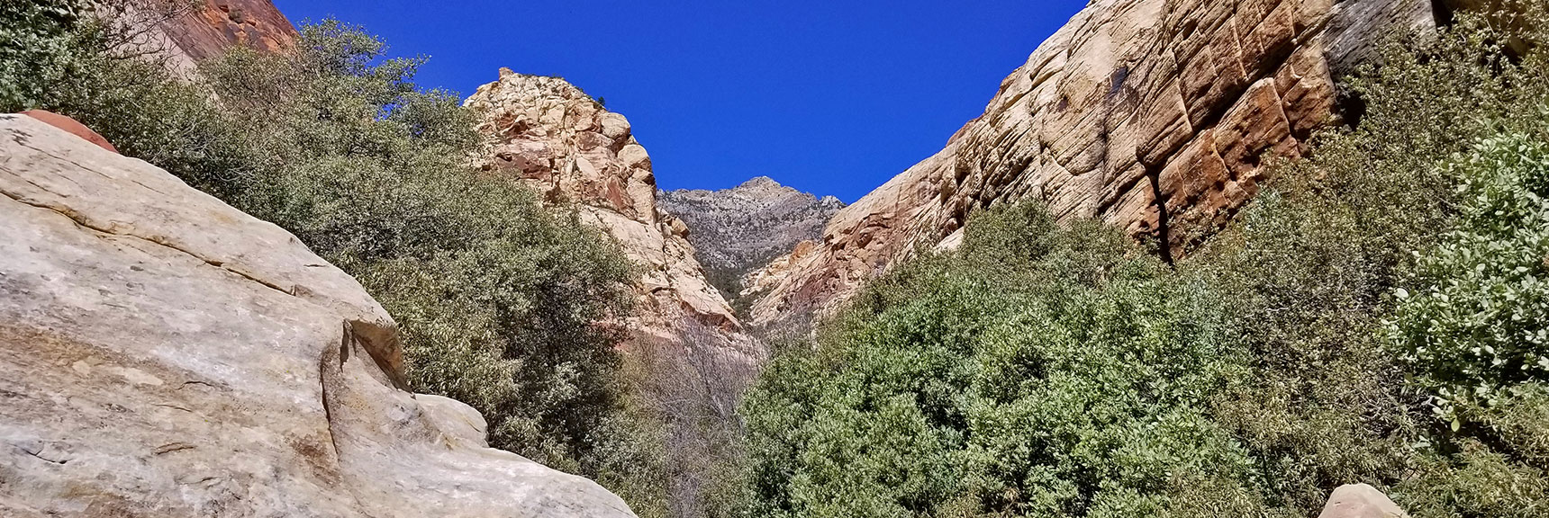 View Up First Creek Canyon South of Mt. Wilson in Rainbow Mountain Wilderness, Nevada