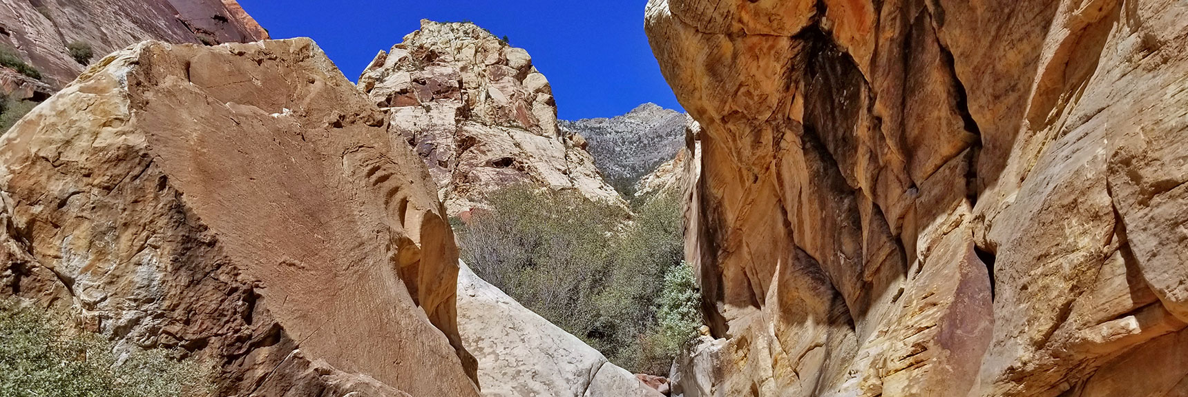 View Up First Creek Canyon South of Mt. Wilson in Rainbow Mountain Wilderness, Nevada
