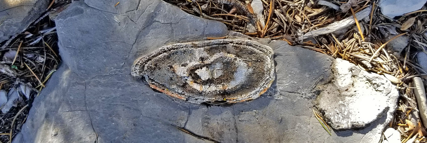 Fossil on the Approach Ridge to Summit West of El Padre Mountain, La Madre Mountains Wilderness, Nevada