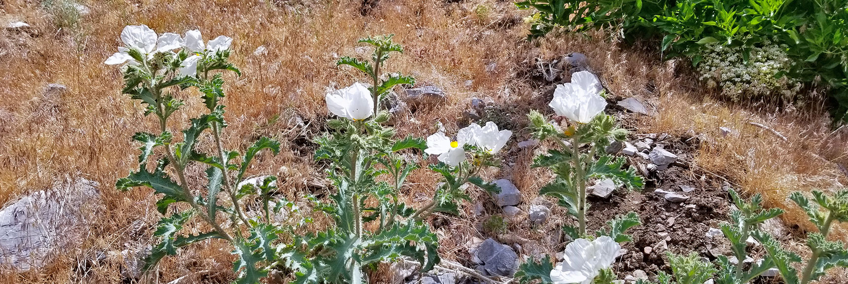 Wild Flowers on the Western Approach Ridge to Harris Mountain | Six Peak Circuit Adventure in the Spring Mountains, Nevada