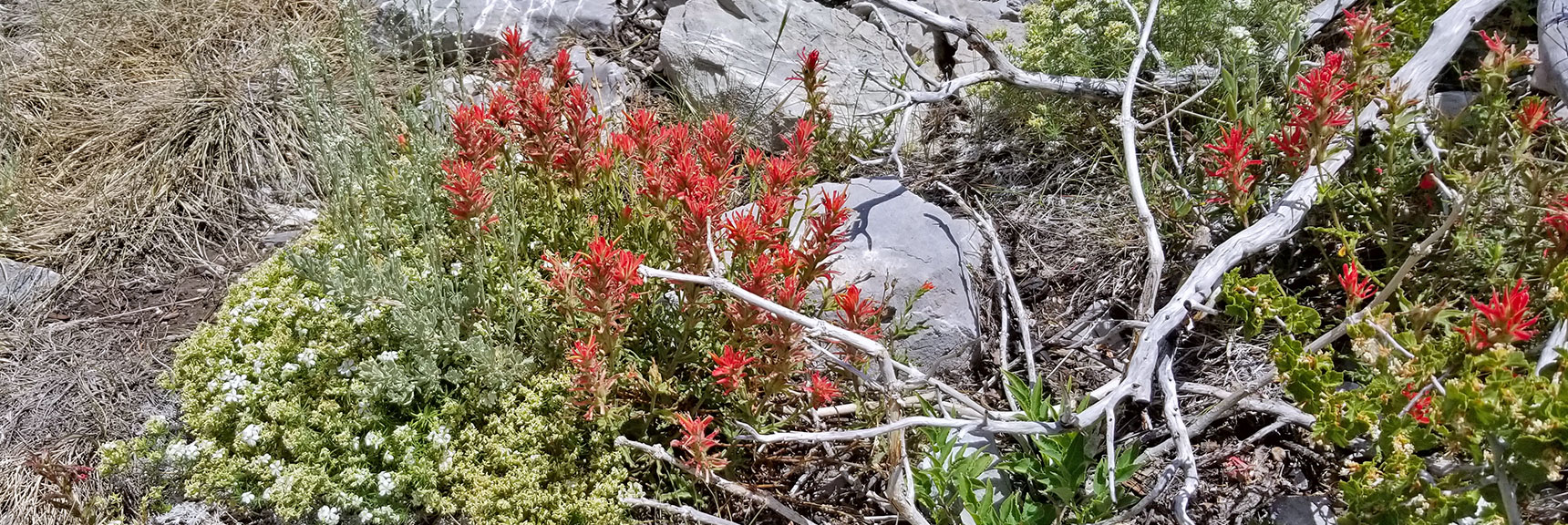 Wild Flowers on the Western Approach Ridge to Harris Mountain | Six Peak Circuit Adventure in the Spring Mountains, Nevada