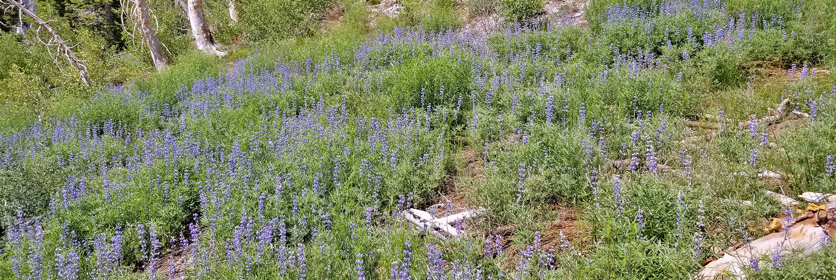 Field of Wild Lupine Flowers in the Griffith/Harris Saddle | Six Peak Circuit Adventure in the Spring Mountains, Nevada