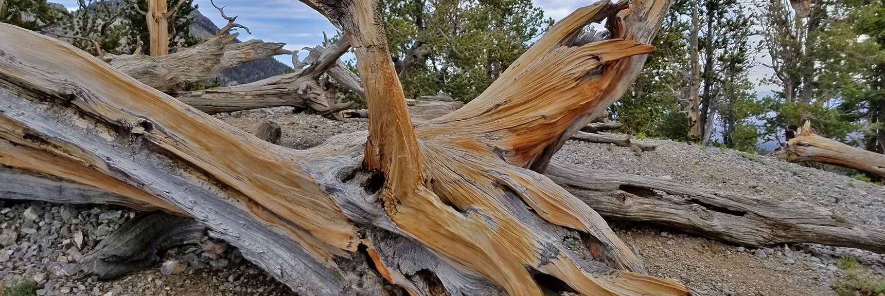 Fallen Bristlecone Pine on a North Loop Trail Plateau | Mummy Mountain Nevada Northeast Approach