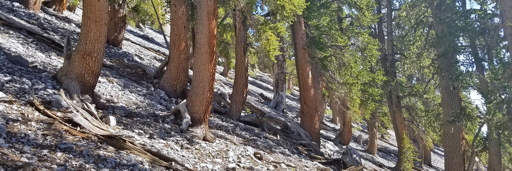 Bristlecone Pine Trees on an Avalanche Slope East of Mummy Mountain | Mummy Mountain Northeast Approach Wilderness Navigation, Nevada