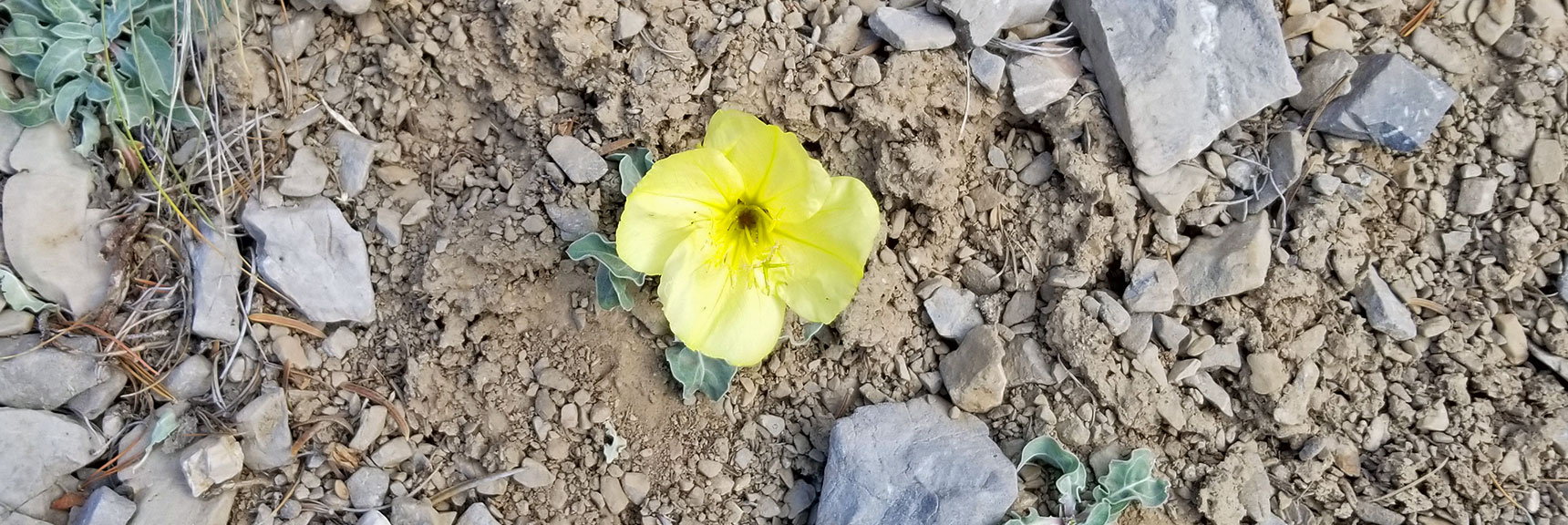 Lone Wild Flower on North Loop Trail Approaching Raintree | Mummy Mountain's Knees | Mt. Charleston Wilderness, Nevada 006