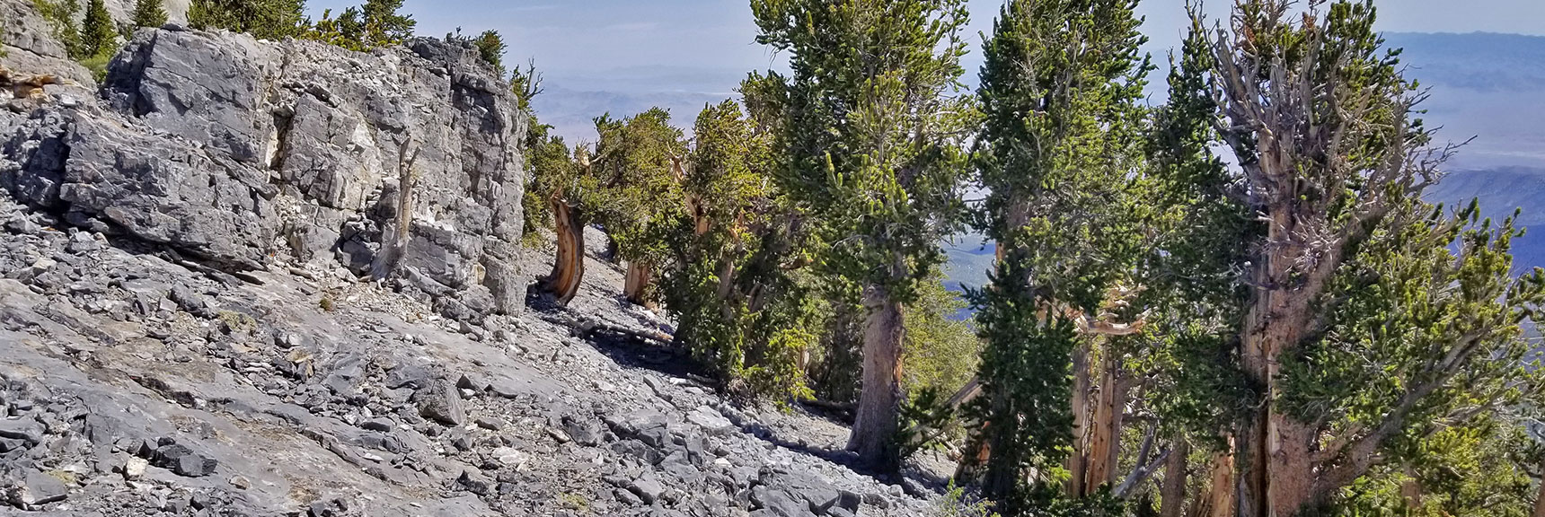 Bristlecone Pines Arising from Granite Rock of Mummy's Knees | Mummy Mountain's Knees | Mt. Charleston Wilderness, Nevada 023