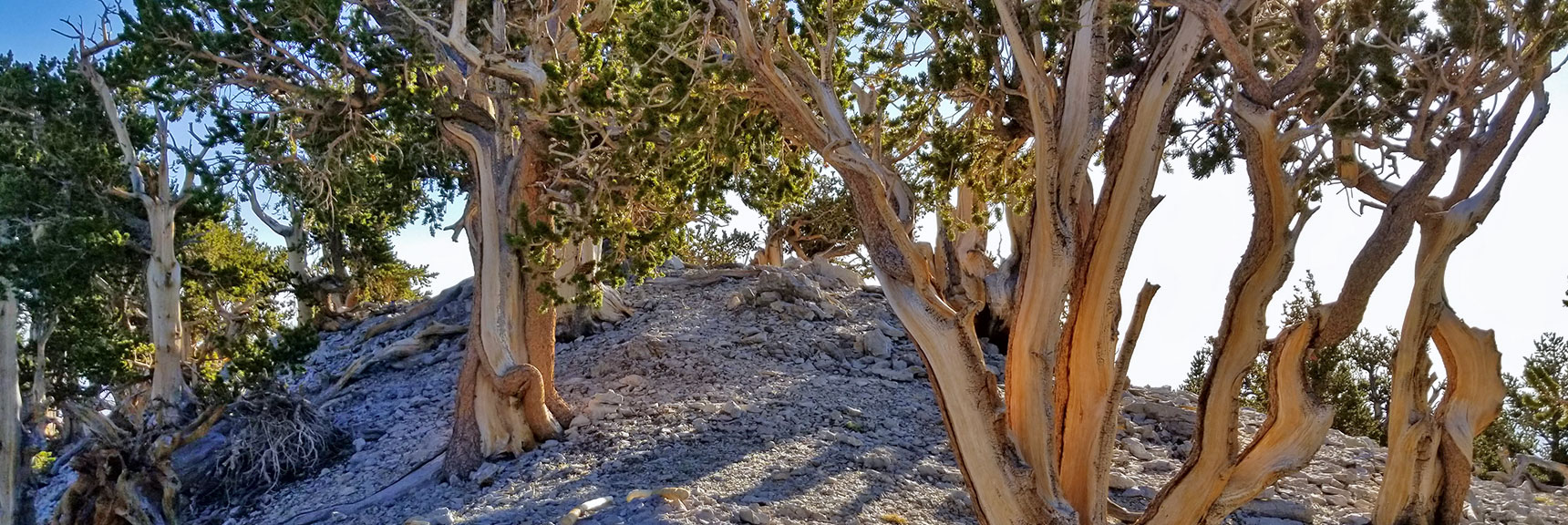Bristlecone Pint Forest from High Point Above North Loop Trail | Mummy Mountain NNE, Mt. Charleston Wilderness, Nevada, Slide 007