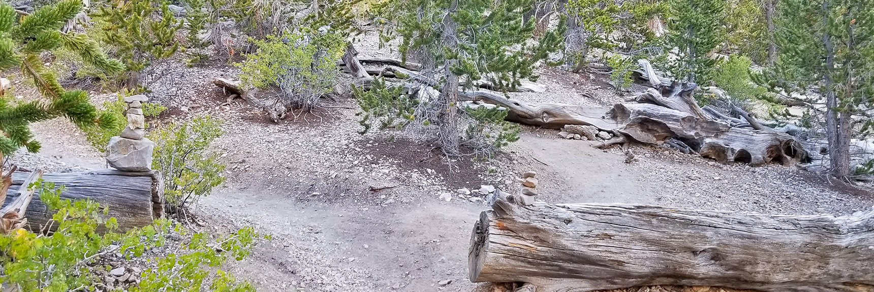 Trail Split-off from North Loop Trail to Fletcher Peak Trail | Mummy Mountain NNE, Mt. Charleston Wilderness, Nevada, Slide 008