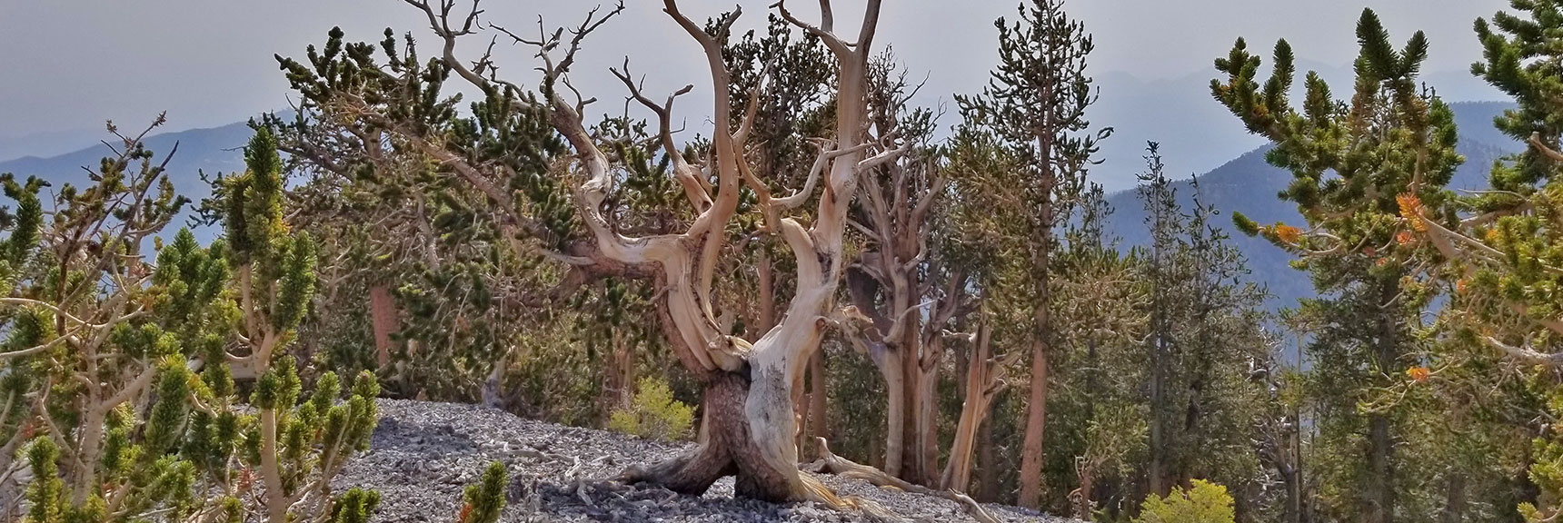 Mummy Mountain North Exotic Ancient Bristlecone Pines, Nevada