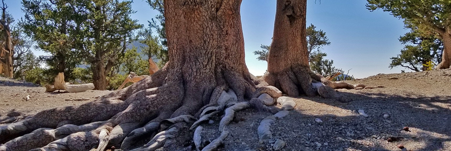Base of 3000-Year-Old Raintree Bristlecone Pine | Mummy Springs Loop | Mt. Charleston Wilderness | Spring Mountains, Nevada