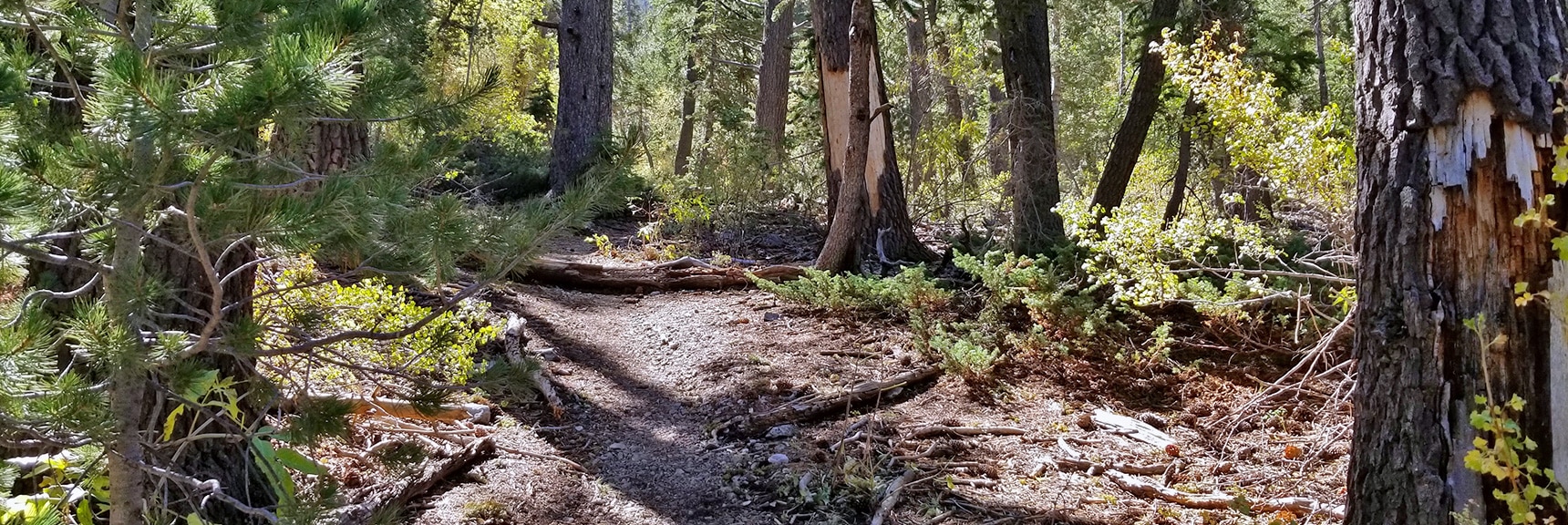 Descending Into the Lower Cougar Ridge Trail Forest | Mummy Springs Loop | Mt. Charleston Wilderness | Spring Mountains, Nevada