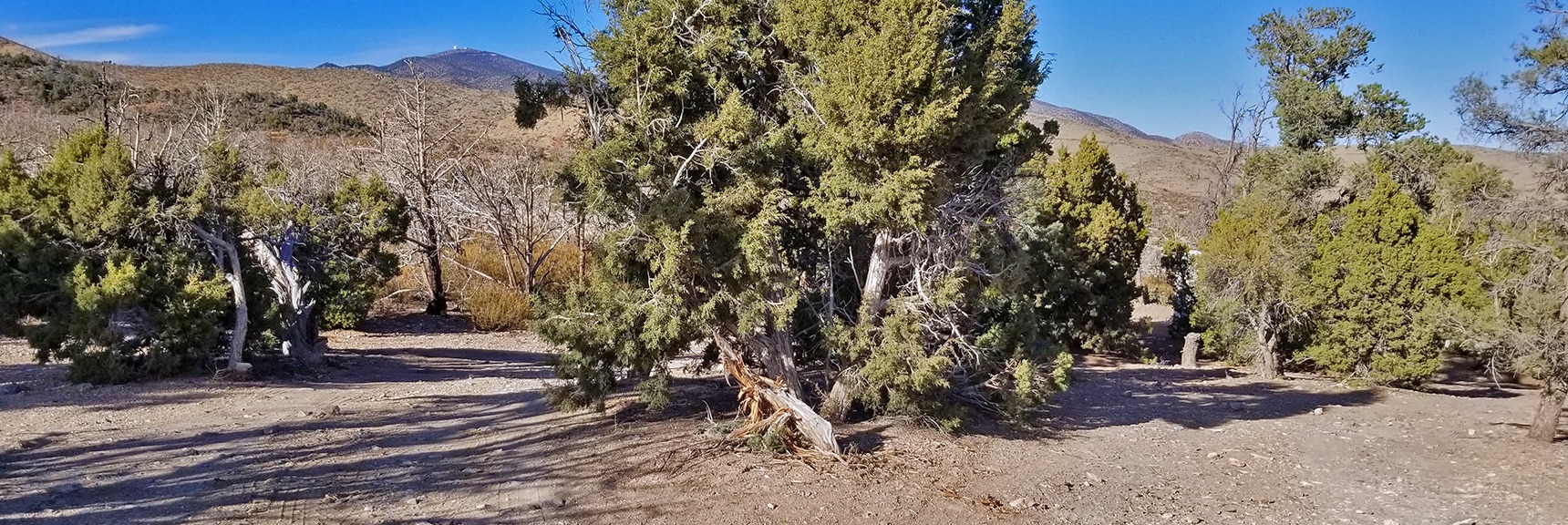 One of Three Camping Areas on Lower Harris Mt. Road | Harris Springs Rd, Harris Mountain Rd | Spring Mountains Wilderness, Nevada
