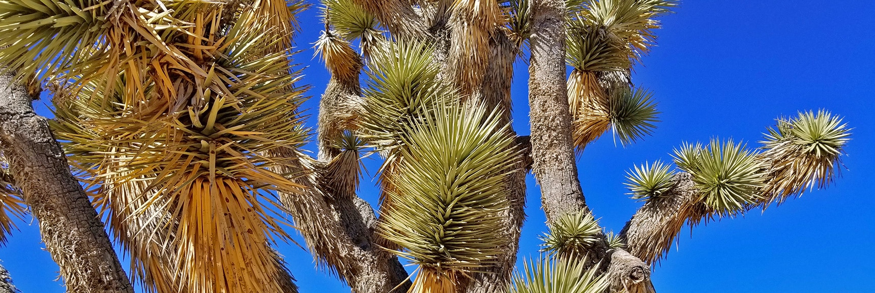 Canopy of Huge Joshua Tree | Lower Mormon Well Road | Sheep Range, Desert National Wildlife Refuge, Nevada