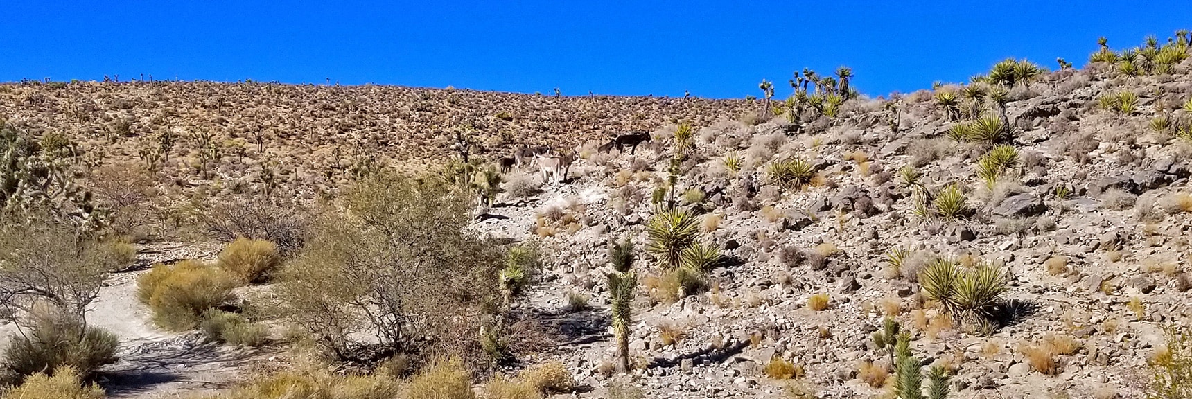 Wild Burros on Lucky Strike Road Past Goldwater Canyon | Angel Peak via Lucky Strike Road | Mt Charleston Wilderness | Spring Mountains, Nevada