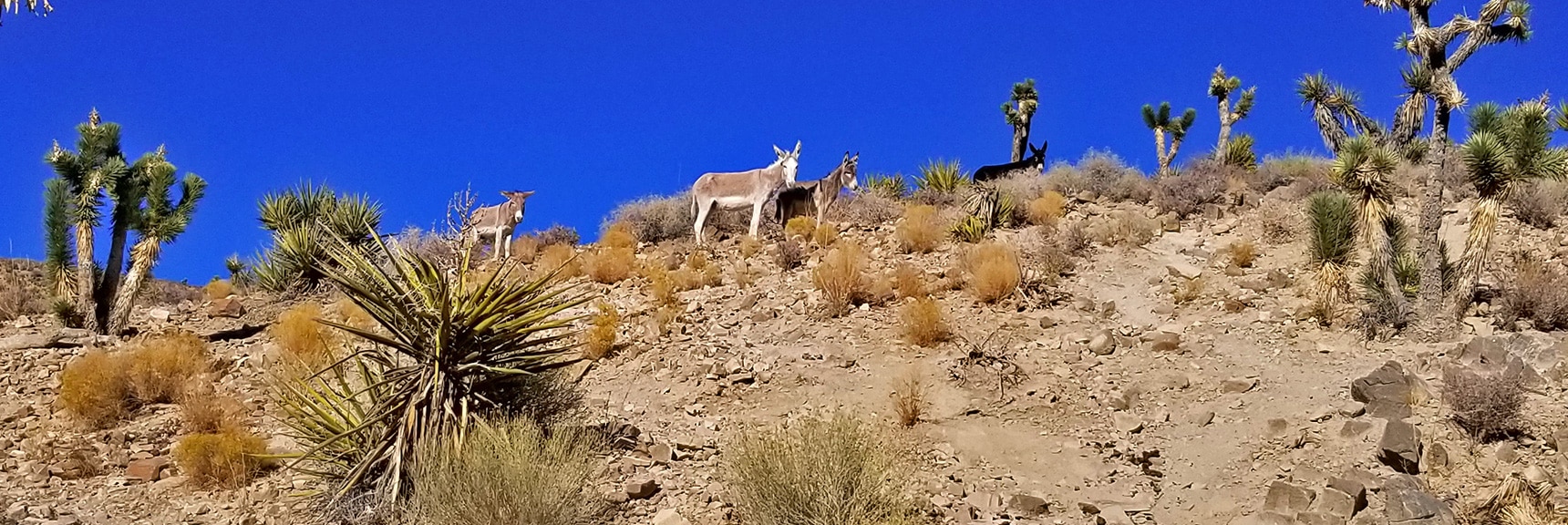 Wild Burros on Lucky Strike Road Past Goldwater Canyon | Angel Peak via Lucky Strike Road | Mt Charleston Wilderness | Spring Mountains, Nevada