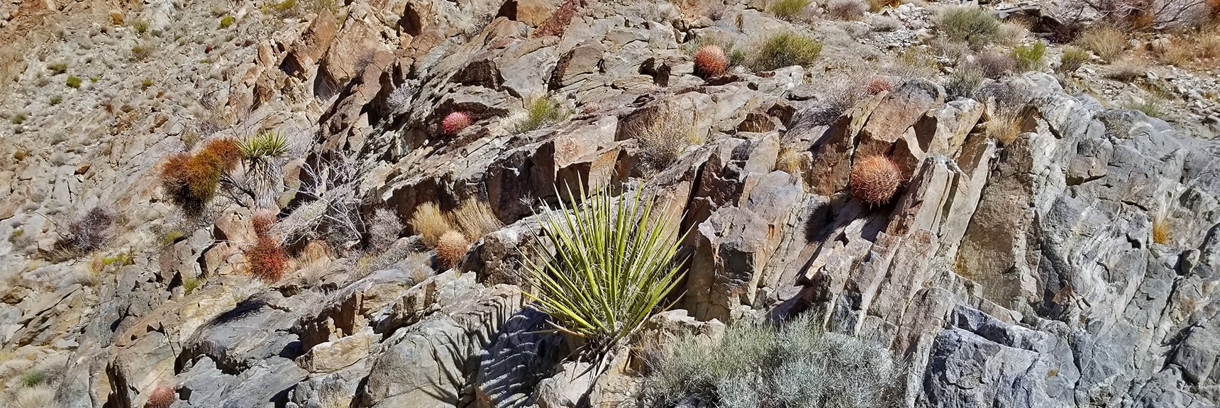 Desert Rock Garden in Horse Thief Canyon | Mt Wilson, Black Mountains, Arizona, Lake Mead National Recreation Area