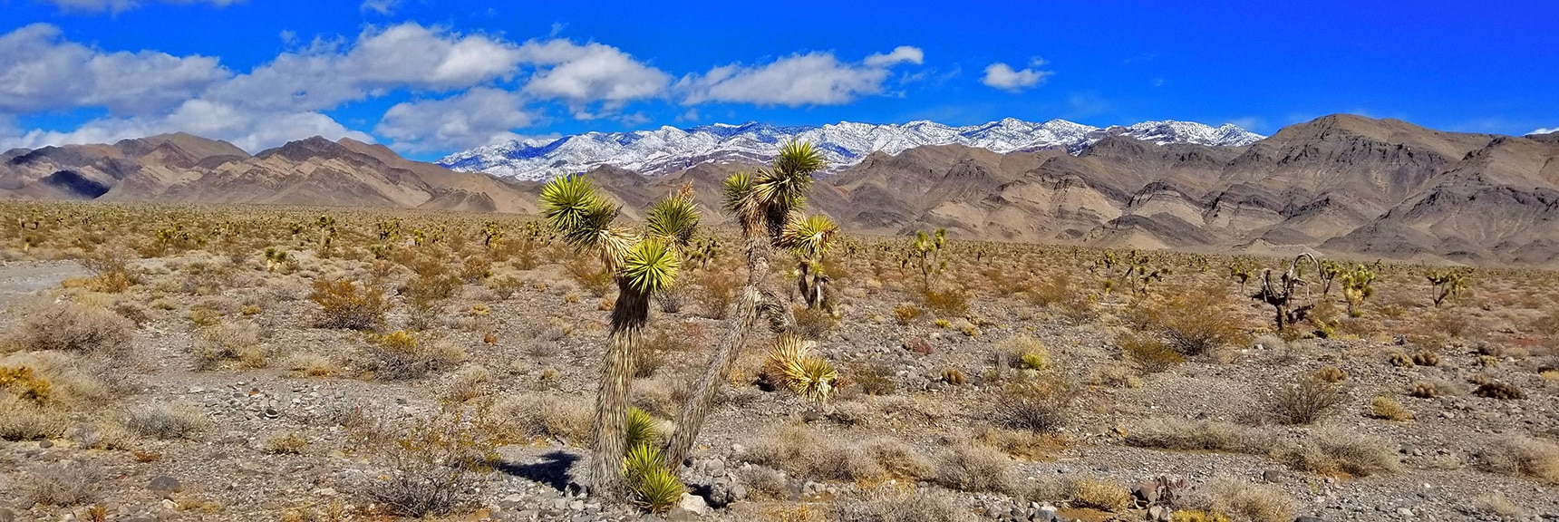 View of Northern Sheep Range from Cow Camp Road Near Entrance | Cow Camp Road | Sheep Range | Desert National Wildlife Refuge, Nevada