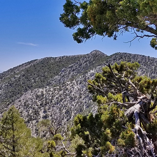 El Padre Mountain | La Madre Mountains Wilderness, Nevada
