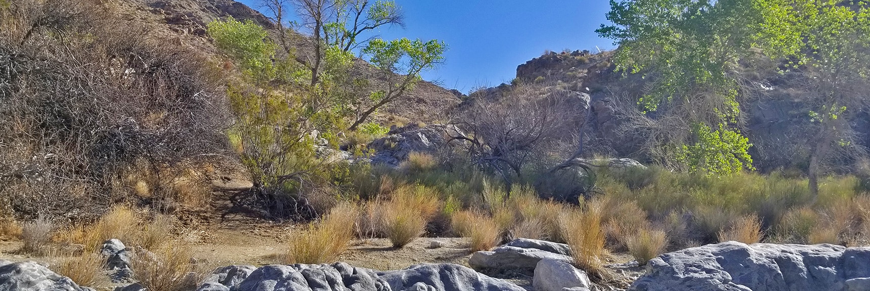 The Springs in Horse Thief Canyon. Unexpected Life in the Desert. | Horse Thief Canyon Loop | Mt. Wilson | Black Mountains | Lake Mead National Recreation Area, Arizona