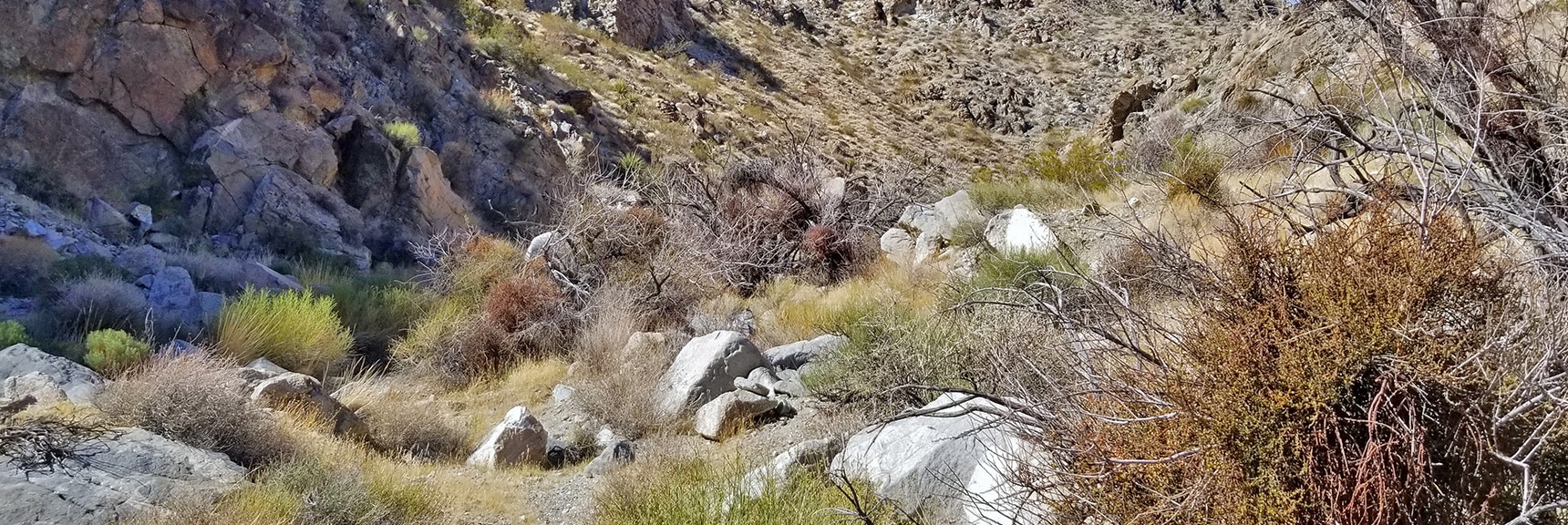 Lots of Rocks and Brush to Navigate in Horse Thief Canyon | Horse Thief Canyon Loop | Mt. Wilson | Black Mountains | Lake Mead National Recreation Area, Arizona