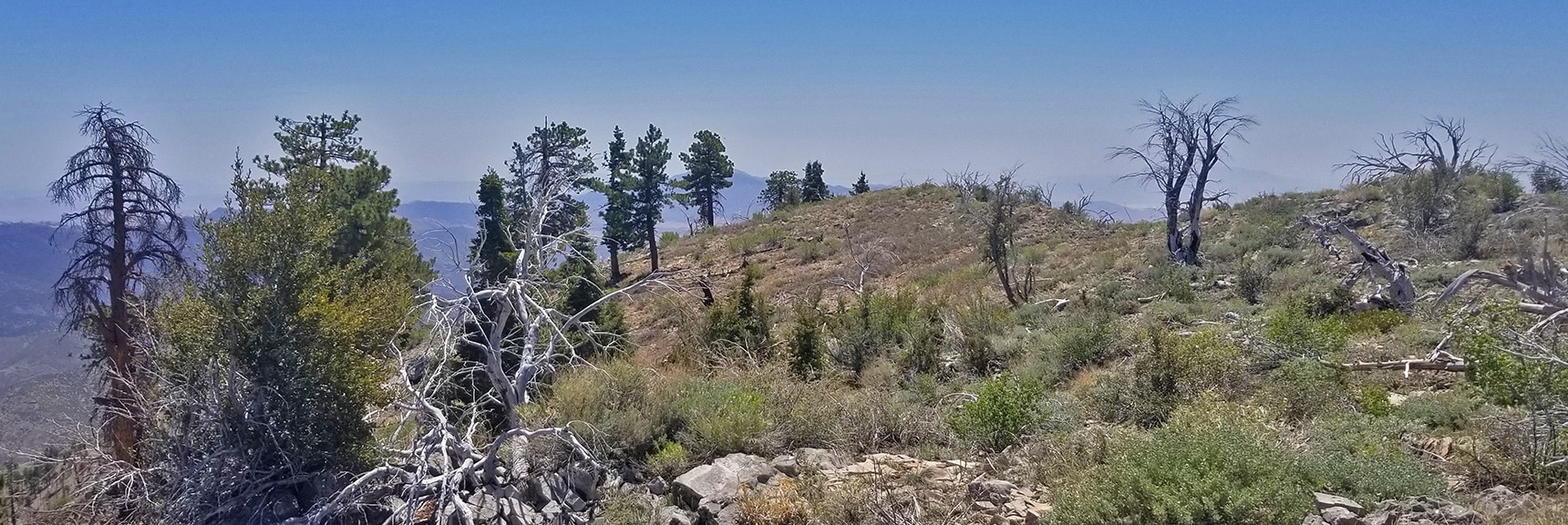 Sexton Ridge at 9,000ft. A Few Stray Bristlecone Pines Begin to Appear in the Forest | Griffith Peak Southern Approach from Sexton Ridge Above Lovell Canyon, Nevada