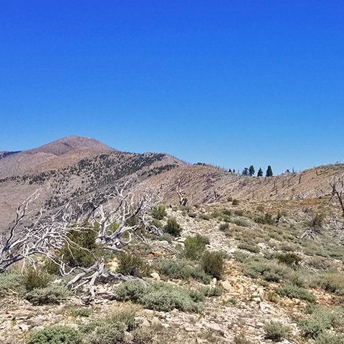 Griffith Peak Via Sexton Ridge | Lovell Canyon | La Madre Mountains Wilderness | Spring Mountains, Nevada