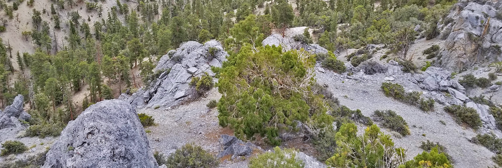 Bristlecone Pine Below 9,235ft High Point Bluff Northeast of McFarland Peak | Sawmill Trail to McFarland Peak | Spring Mountains, Nevada