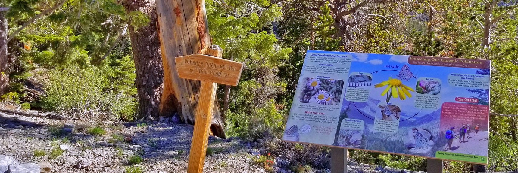 13-Mile Bonanza Trail Begins at Bristlecone Pine Trail and Goes to Cold Creek | Base of McFarland Peak via Bristlecone Pine Trail and Bonanza Trail | Lee Canyon | Spring Mountains, Nevada