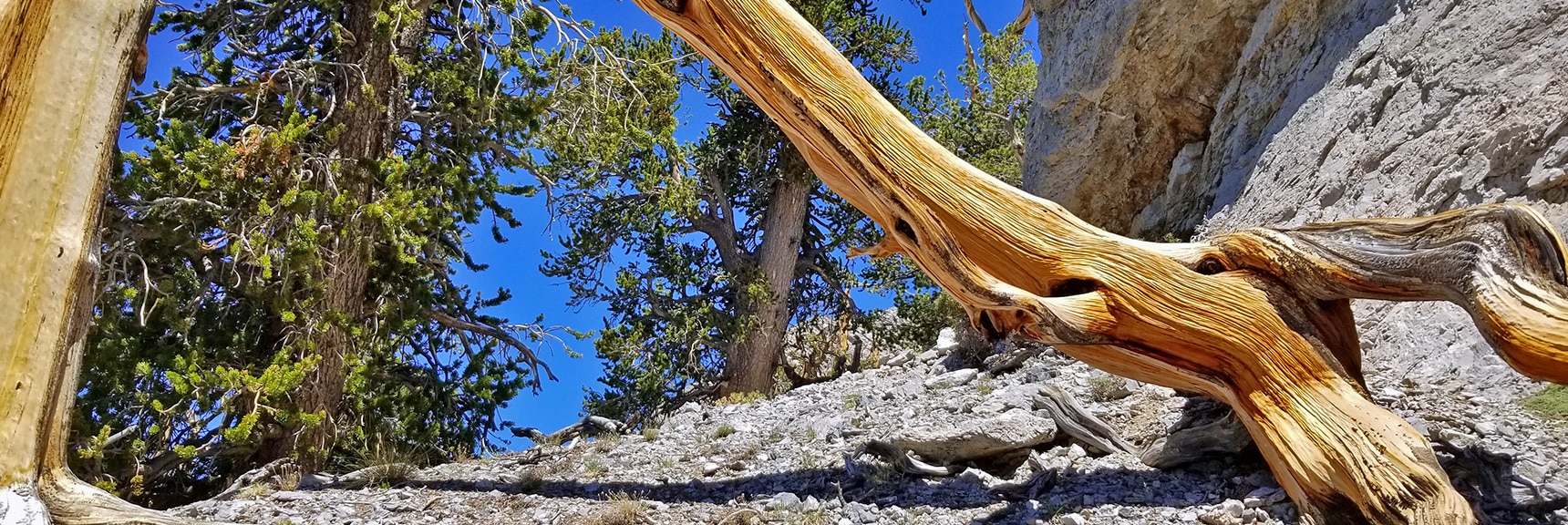 Bonanza Trail Near McFarland Peak. Amazing Bristlecone Pine Sculptures | Base of McFarland Peak via Bristlecone Pine Trail and Bonanza Trail | Lee Canyon | Spring Mountains, Nevada