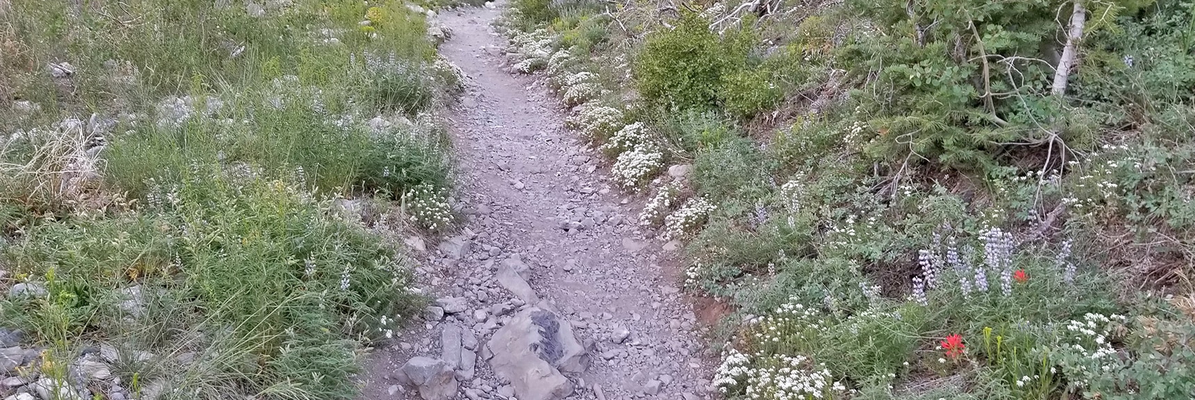 Spring Wild Flowers on the Trail, Third Weekend in June | Sexton Ridge Descent from Griffith Peak, Mt. Charleston Wilderness, Spring Mountains, Nevada