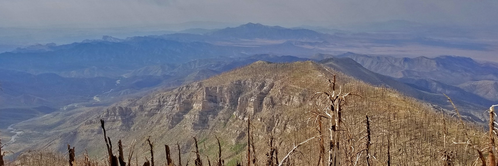 No Sign of New Bristlecone Pine Tree Regrowth on Sexton Ridge | Sexton Ridge Descent from Griffith Peak, Mt. Charleston Wilderness, Spring Mountains, Nevada