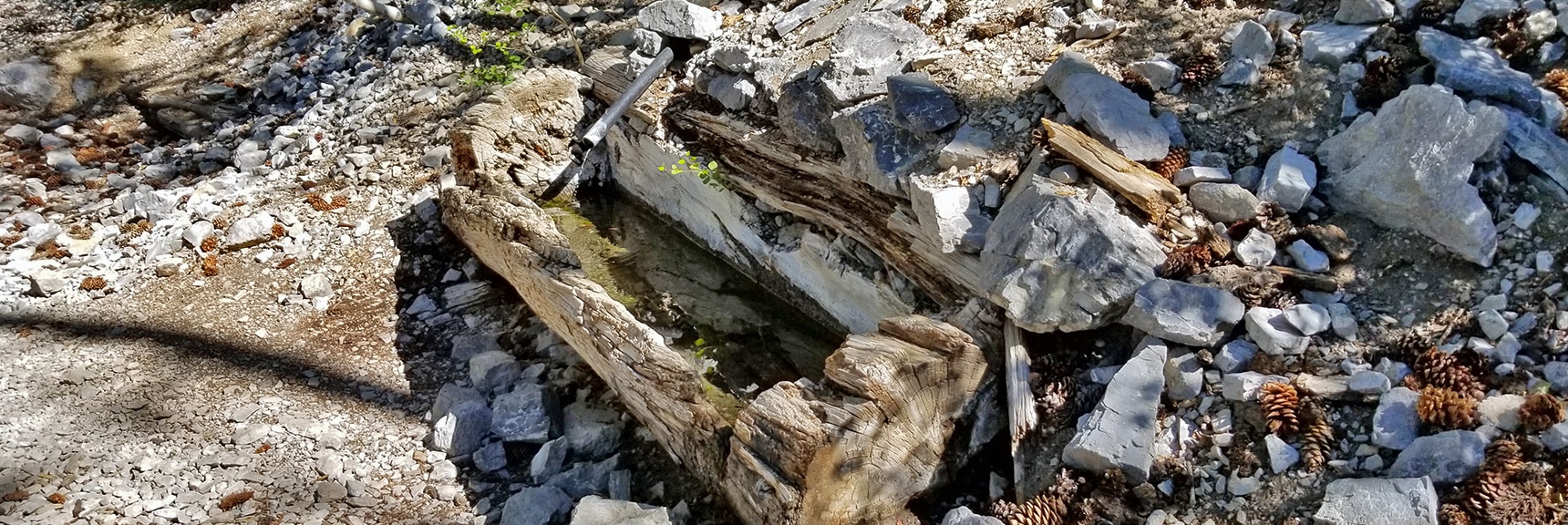 Water from Cave Springs Collects in a Hollowed Log on the North Loop Trail | Mummy Mountain NW Cliffs | Mt Charleston Wilderness | Spring Mountains, Nevada