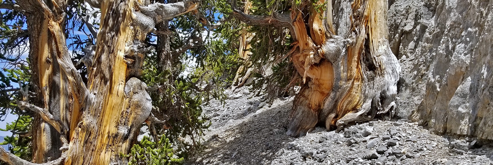 Ancient Bristlecone Pines Emerging from the Rock of the Mummy Mountain NW Cliffs | Mummy Mountain NW Cliffs | Mt Charleston Wilderness | Spring Mountains, Nevada
