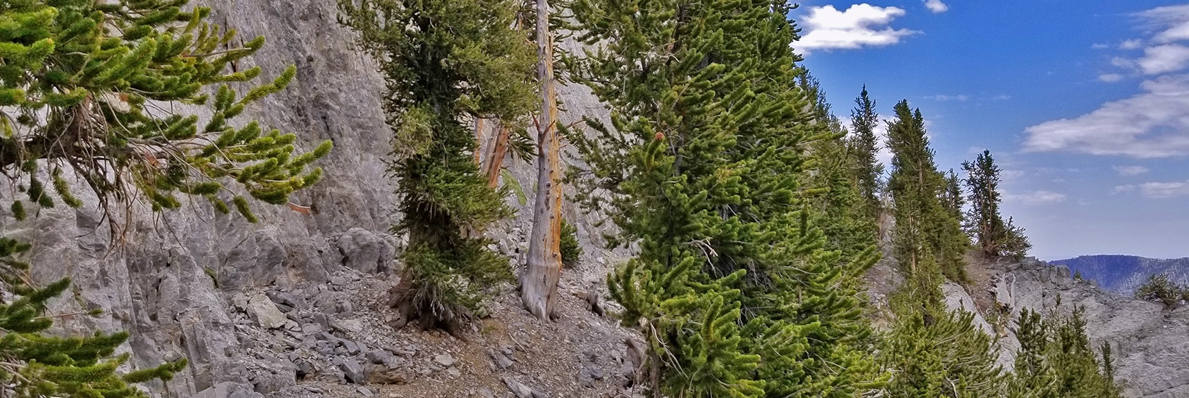 Bristlecone Pine Forest on the Ledge at the Base of Mummy's NW Cliffs. | Mummy Mountain NW Cliffs | Mt Charleston Wilderness | Spring Mountains, Nevada