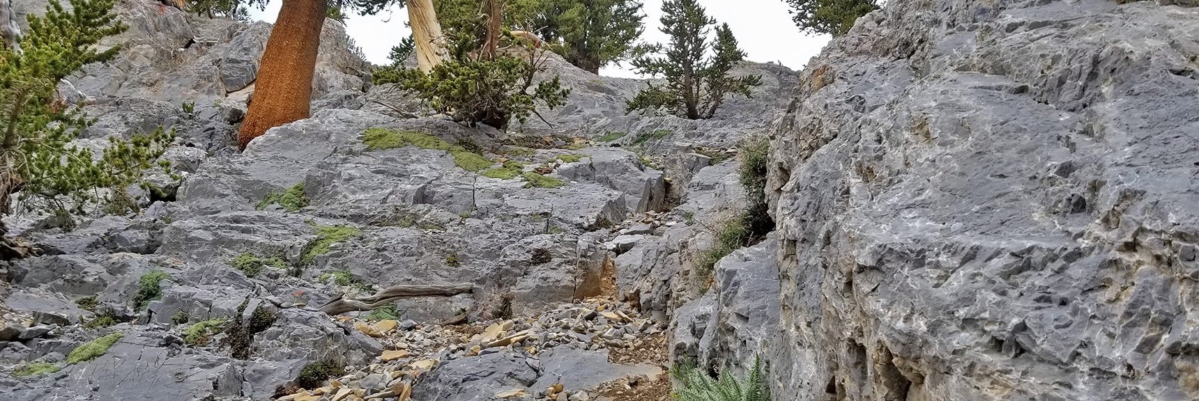 View Back Up the NE Chute from the 2nd Ledge | Mummy Mountain NE Cliffs Descent | Mt Charleston Wilderness | Spring Mountains, Nevada