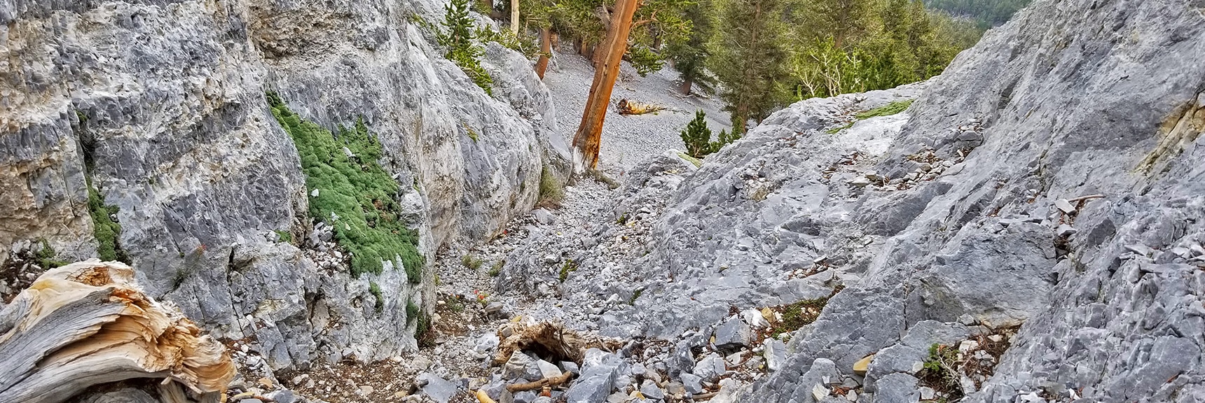 In the Final Channel of the NE Cliff Chute. Avalanche Slope in Sight Below. | Mummy Mountain NE Cliffs Descent | Mt Charleston Wilderness | Spring Mountains, Nevada