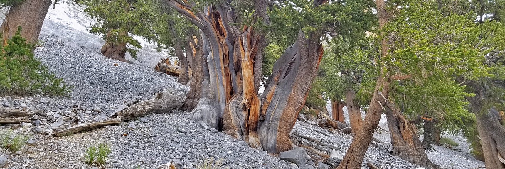 Impressive Ancient Bristlecone Pines Growing on the Avalanche Slope Below the NE Cliff Descent Chute. | Mummy Mountain NE Cliffs Descent | Mt Charleston Wilderness | Spring Mountains, Nevada