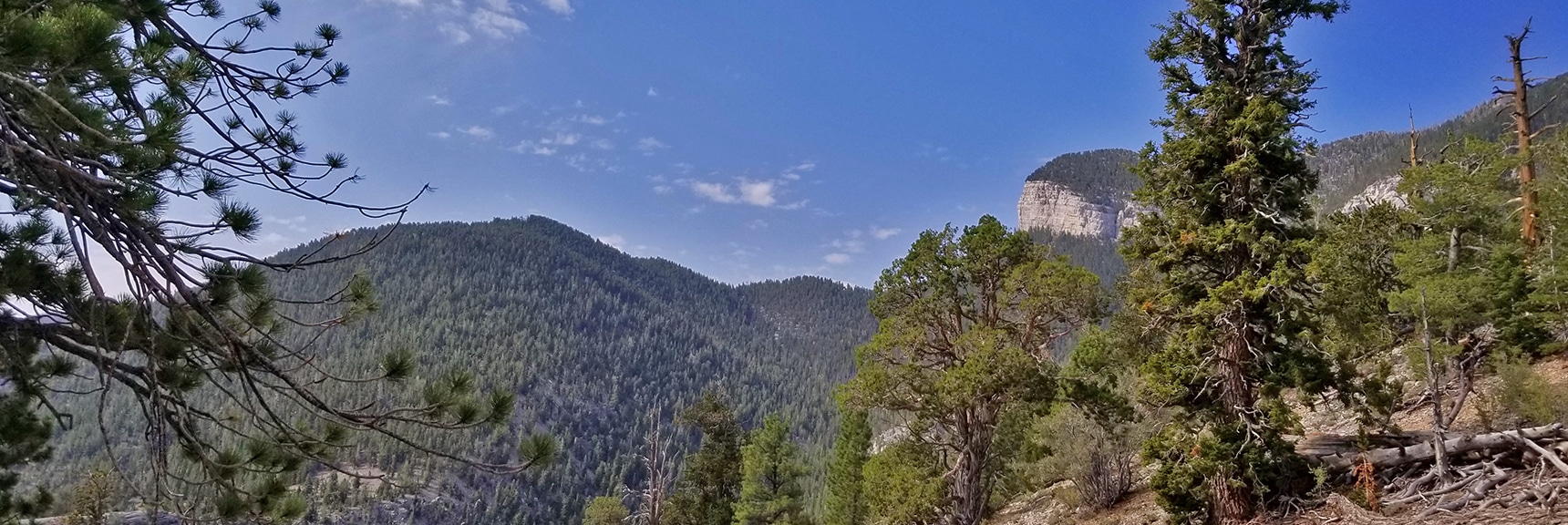 New Course: Skirt Mummy's Eastern Cliffs to Fletcher Peak, Return Via Cougar Ridge Trail | Deer Creek Rd - Mummy Cliffs - Mummy Springs - Raintree - Fletcher Peak - Cougar Ridge Trail Circuit | Mt Charleston Wilderness | Spring Mountains, Nevada
