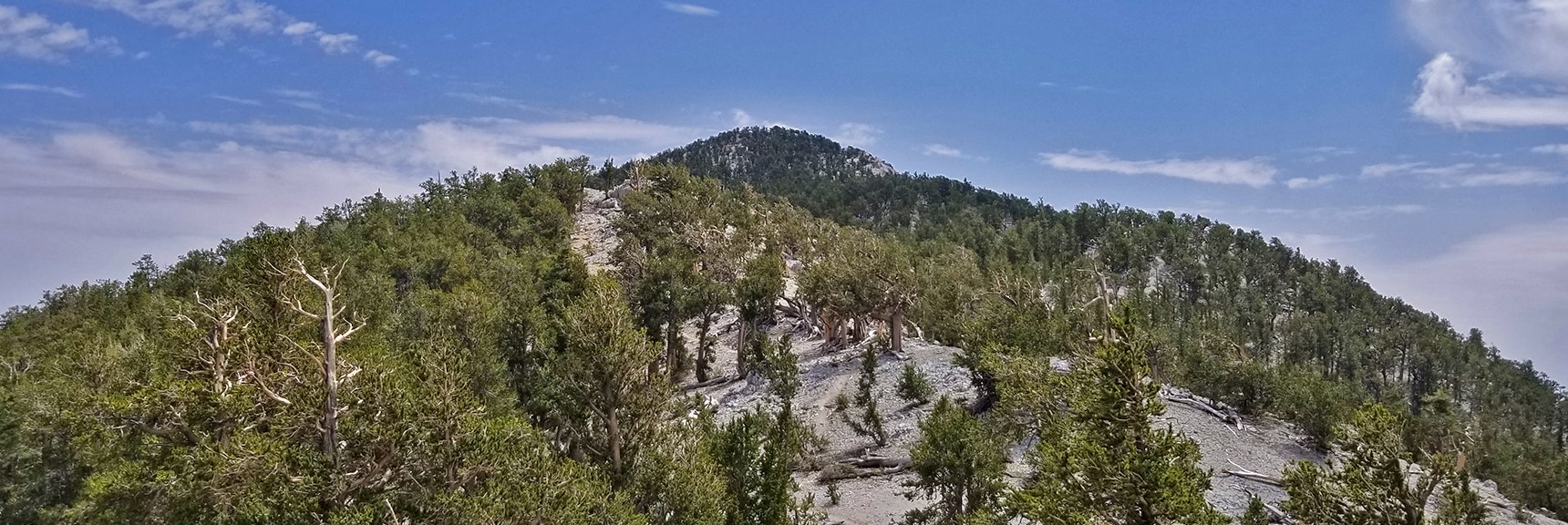 Incline Toward Fletcher Peak Summit | Deer Creek Rd - Mummy Cliffs - Mummy Springs - Raintree - Fletcher Peak - Cougar Ridge Trail Circuit | Mt Charleston Wilderness | Spring Mountains, Nevada